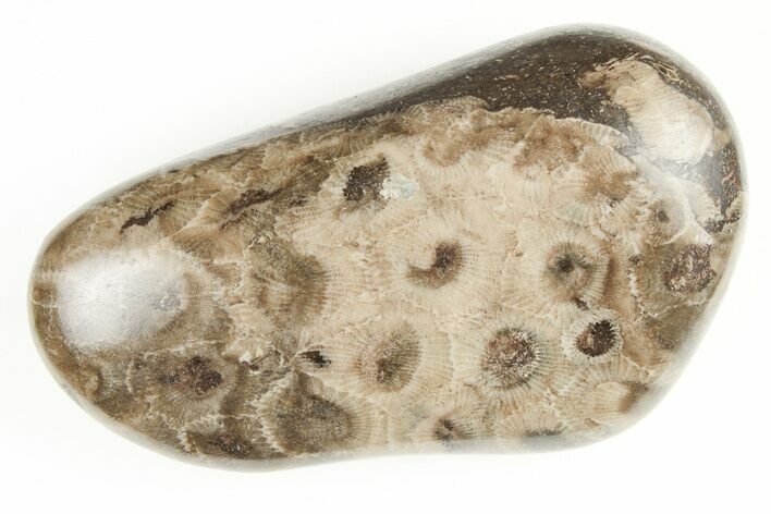 2.95" Polished Petoskey Stone (Fossil Coral) - Michigan